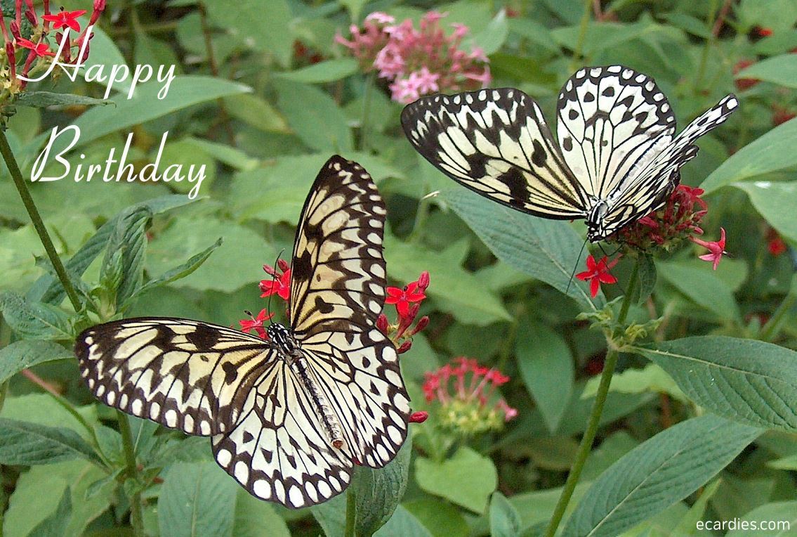 Happy Birthday Photographic eCard Tree Nymph Butterfly 01