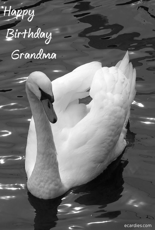 Happy Birthday Grandma Photographic eCard Swan