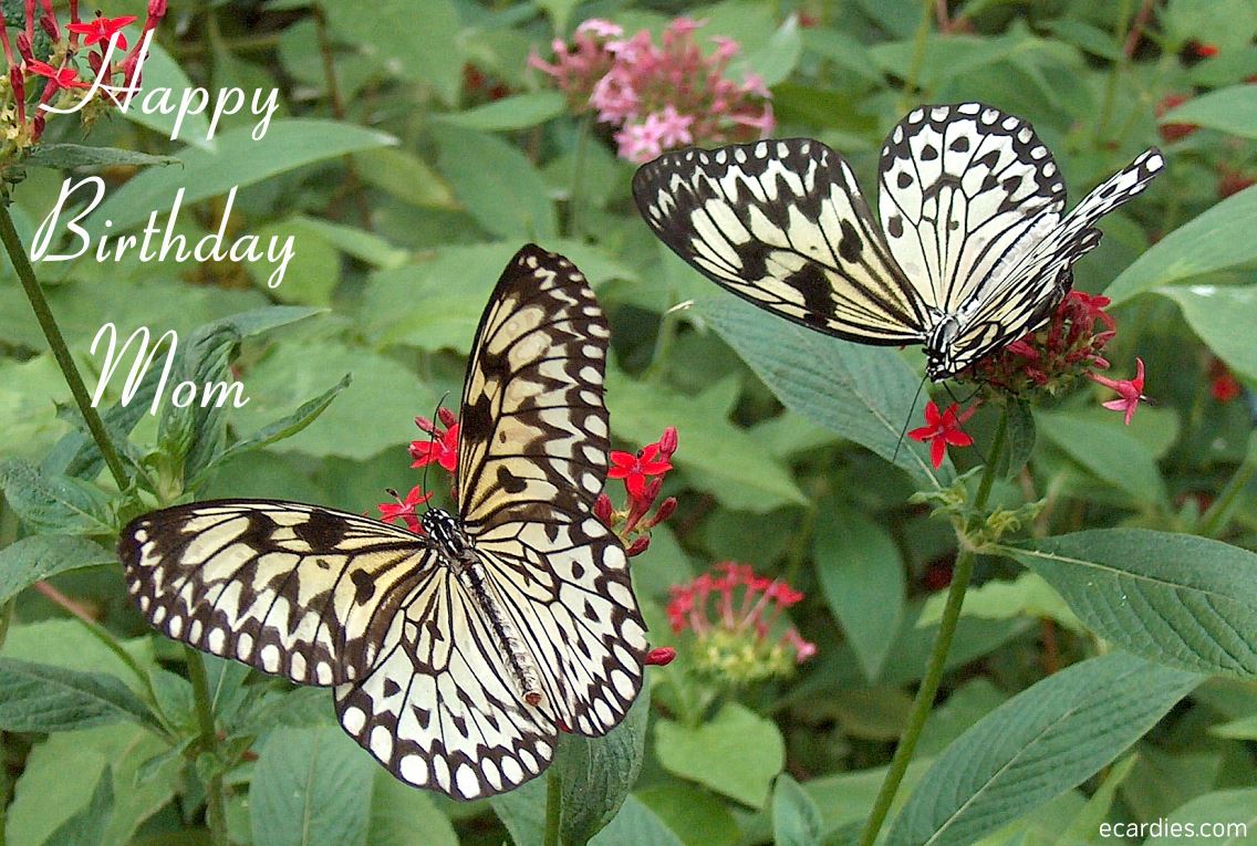 Happy Birthday Mom Ecard Tree Nymph Butterfly