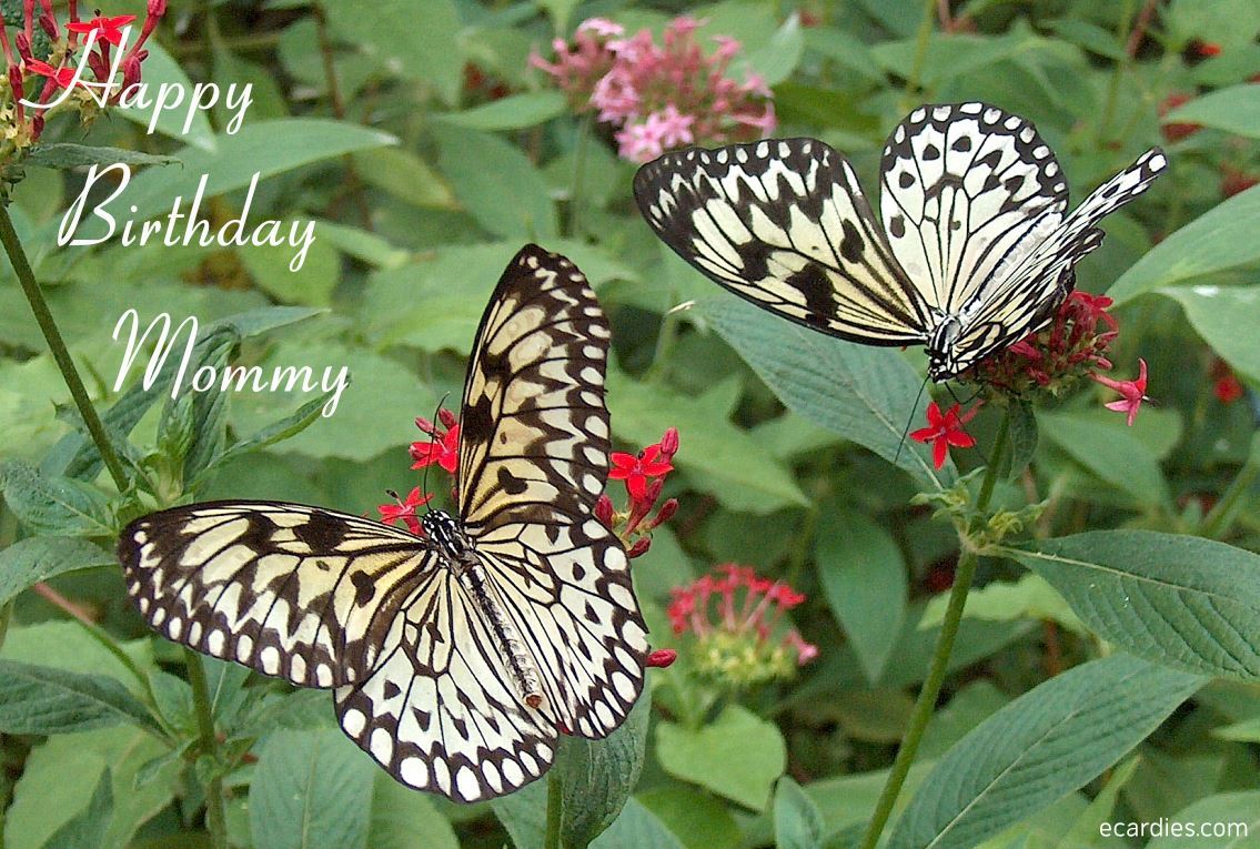 Happy Mommy Birthday Photographic eCard Large Tree Nymph Butterfly