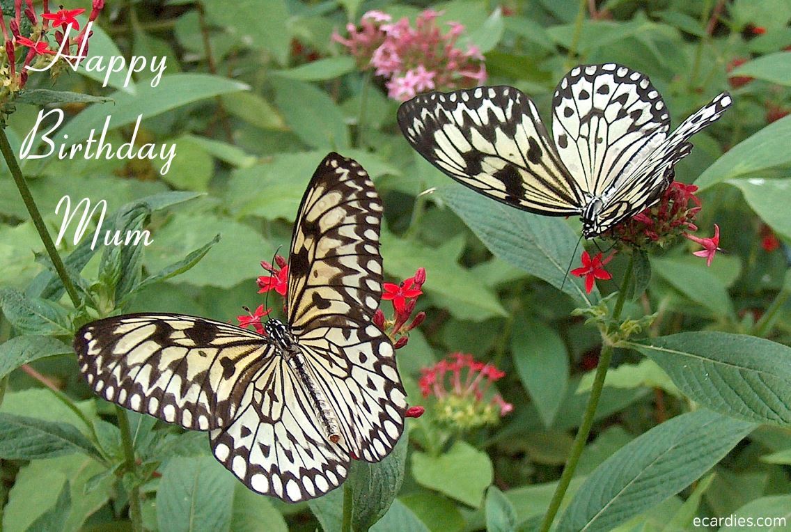 Happy Mum Birthday Photographic eCard Large Tree Nymph Butterfly