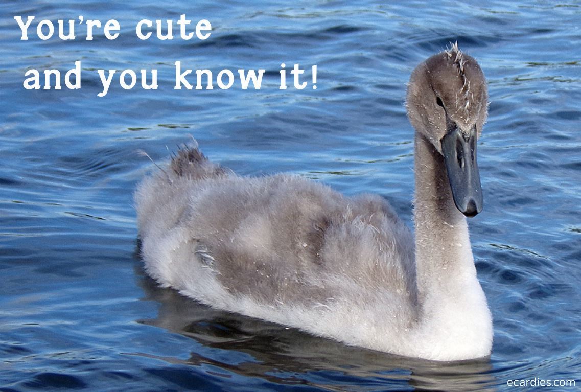 Humour Photographic eCard Cygnet