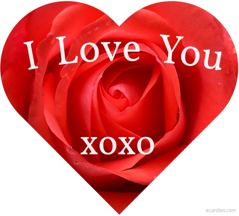 Hearts I Love You Photographic eCard Red Rose