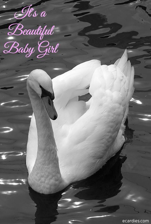 ongratulations It's a Beautiful Baby Girl Photographic eCard Swan