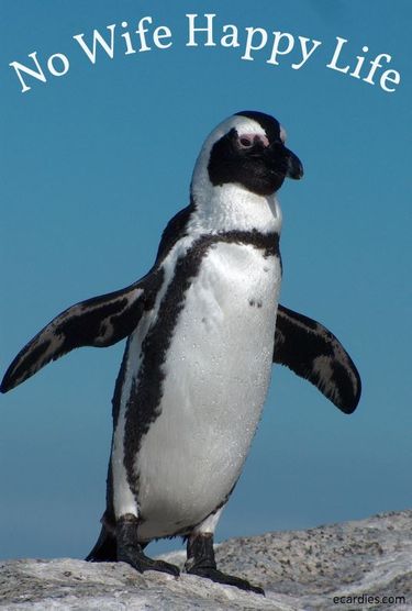 No Wife Happy Life Ecard Penguin