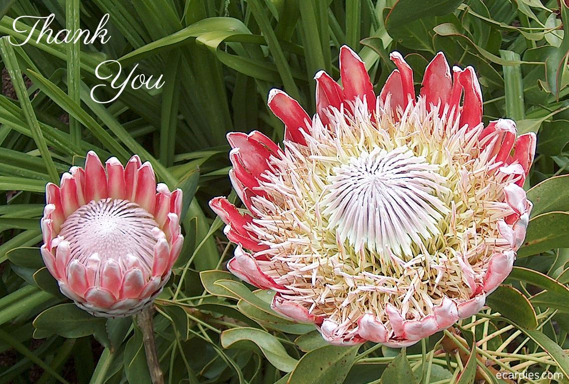 Thank You Photographic eCard Proteas