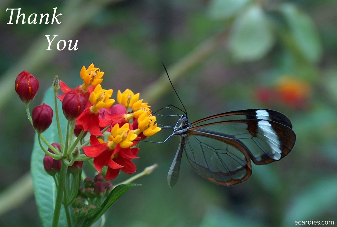 Thank You Photographic eCard Glasswinged Butterfly