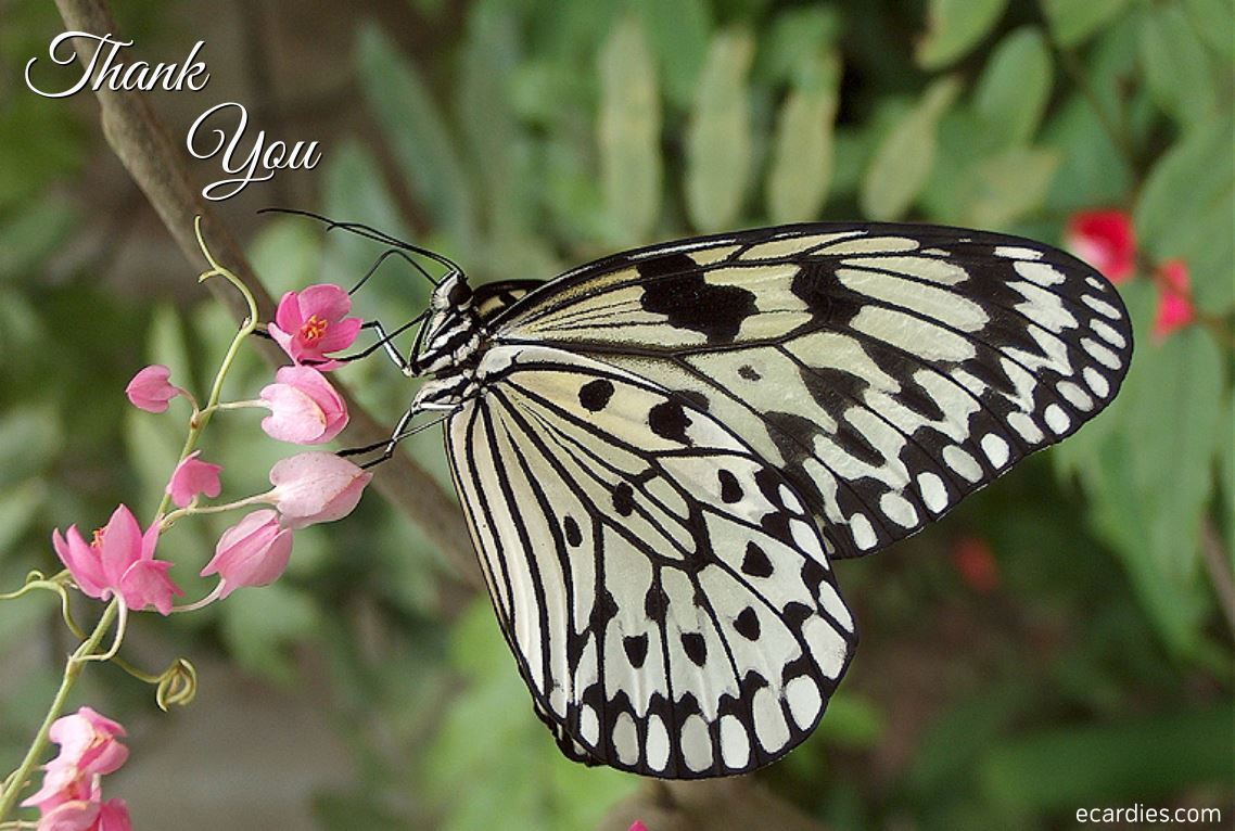 Thank You Photographic eCard Large Paper Nymph Butterfly