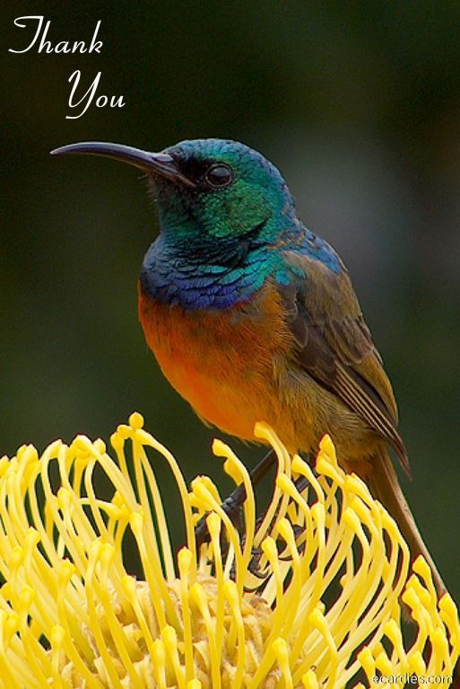 Thank You Photographic eCard Orange-breasted Sunbird