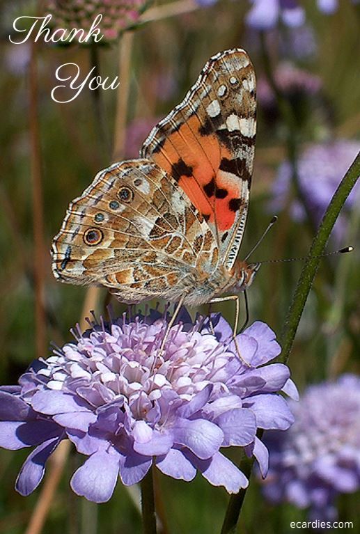 Thank You Photographic eCard Painted Lady Butterfly