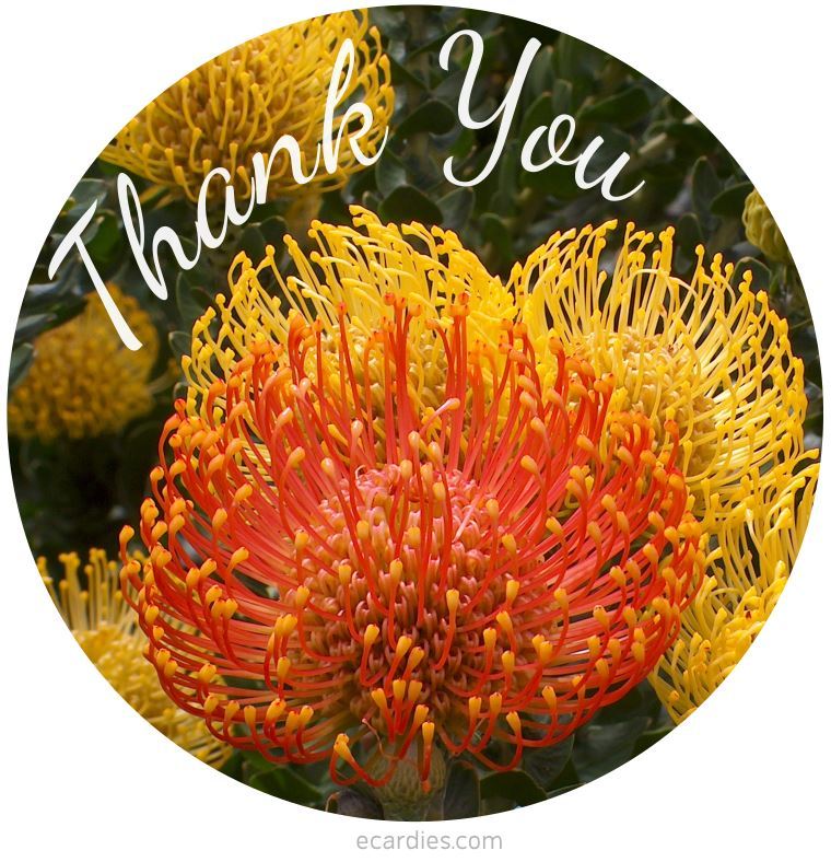 Thank You Photographic eCard Pincushion Flower