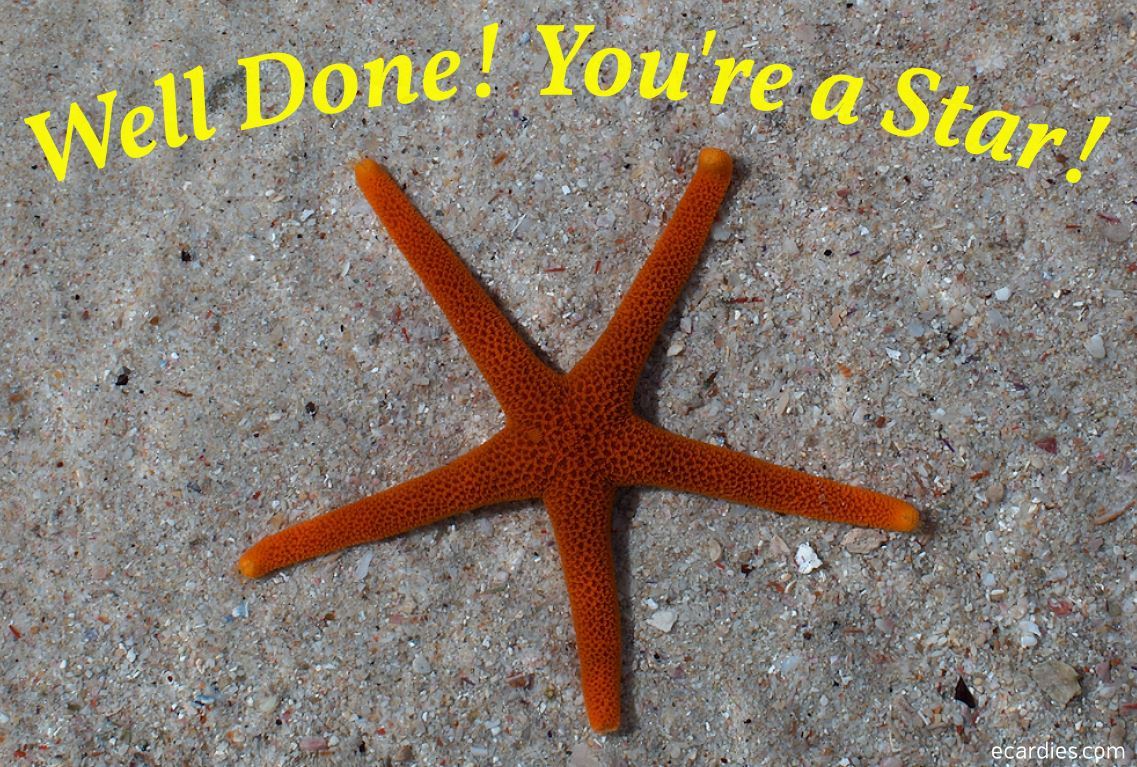 Well Done You're a Star Photographic eCard Starfish