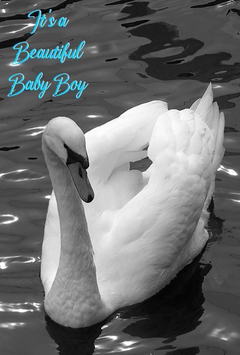 ongratulations It's a Beautiful Baby Boy Photographic eCard Swan